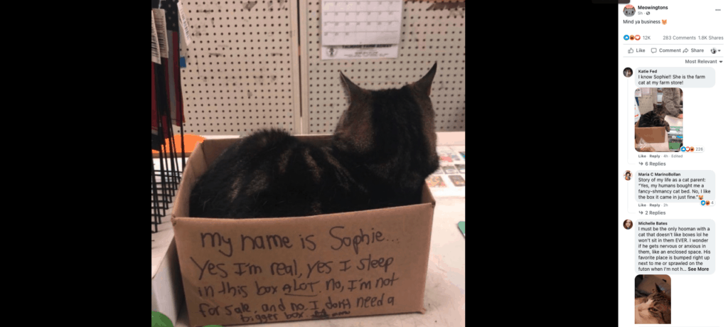 picture of cat on social media demonstrating how a company can win at content marketing