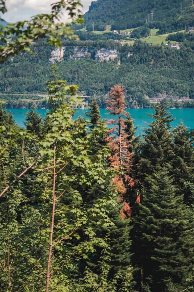 picture of similar trees with one standing out showing how being unique and telling your brand story elevates your business