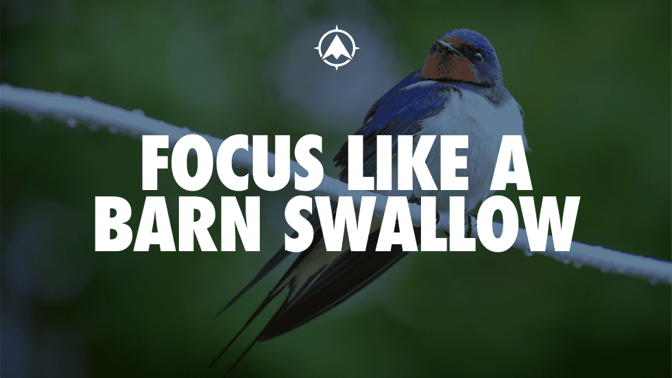 Focus Like a Barn Swallow
