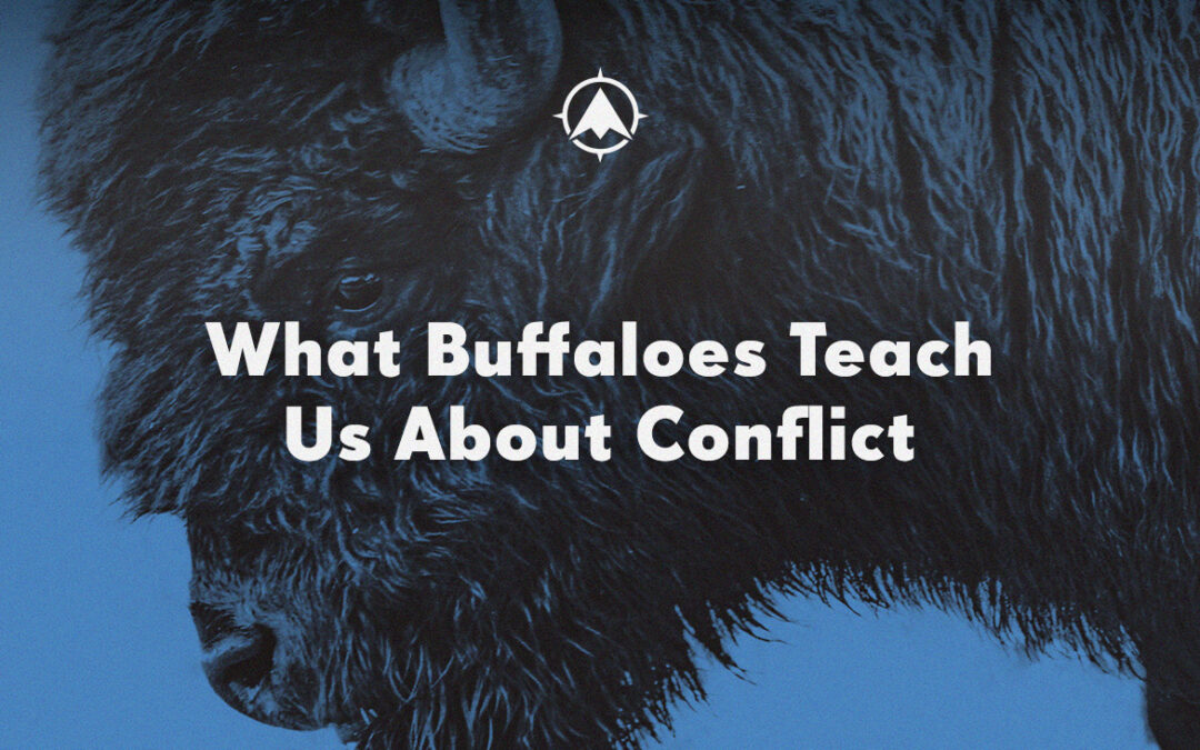 What Can Buffaloes Teach Us About Conflict?