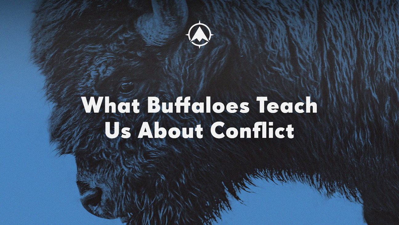 What Can Buffaloes Teach Us About Conflict?