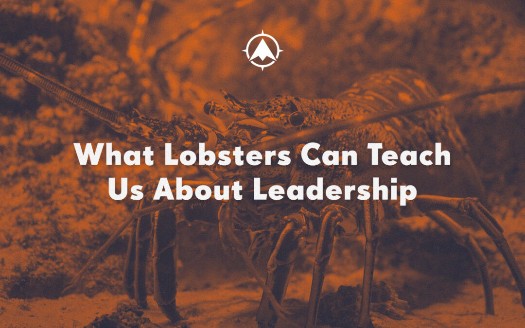 What Lobsters Teach Us About Bank and Credit Union Leadership Training