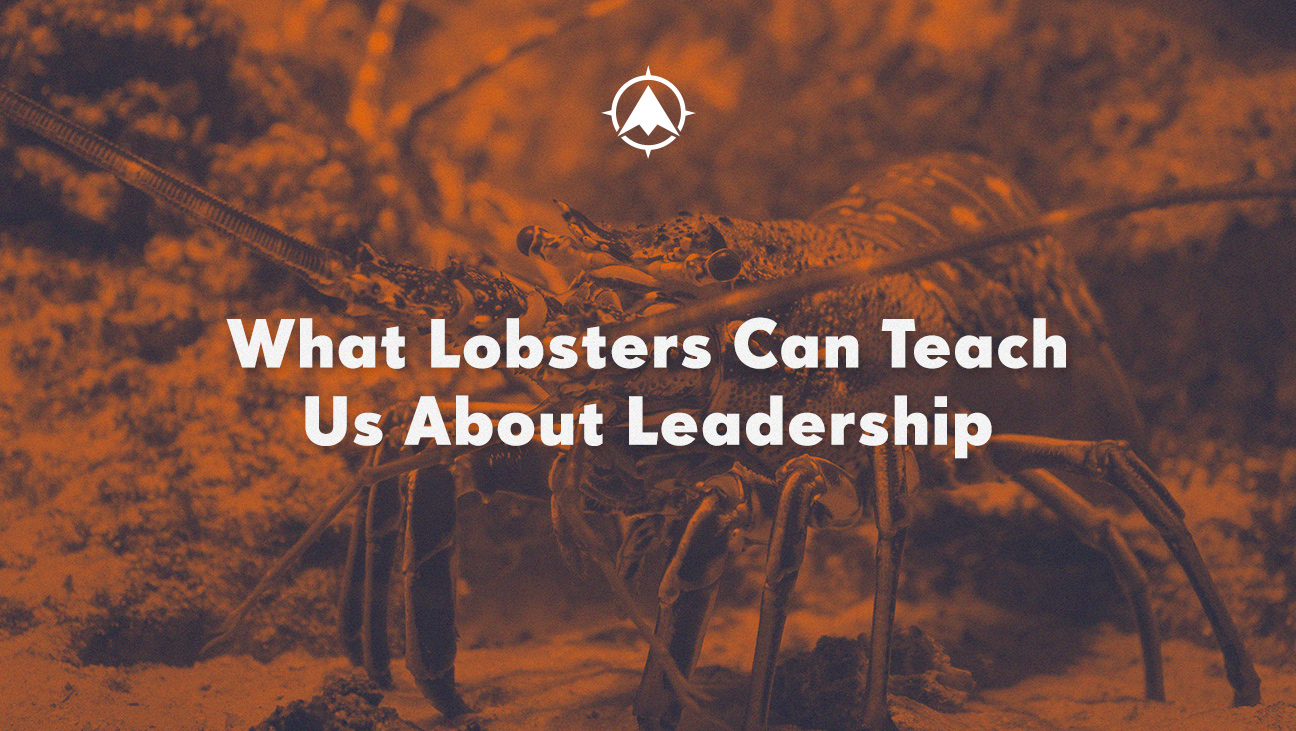 What Lobsters Teach Us About Bank and Credit Union Leadership Training
